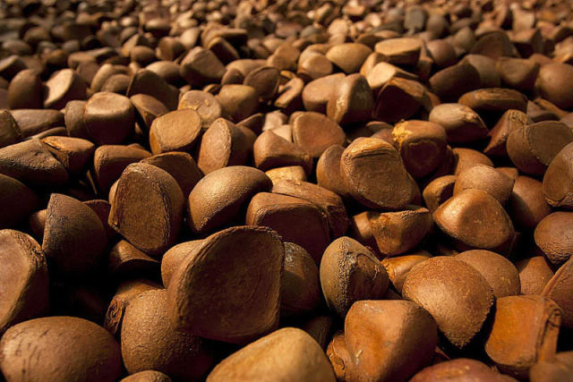 Andiroba Lipidöl 30 ml